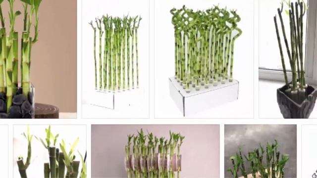 Бамбук Лаки прямой в пробирке смотреть онлайн