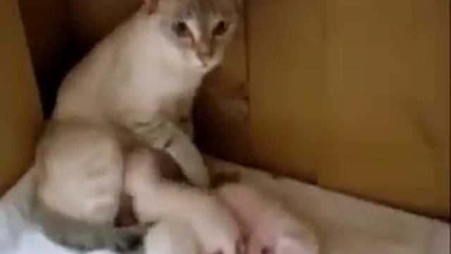 ЖИВОТНЫЕ ЛЮЧШИЕ ДРУЗЬЯ ЧЕЛОВЕКА