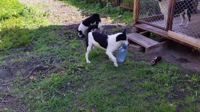 Щенки карельской медвежьей лайки