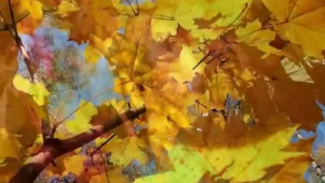Татьяна Снежина - Желтые листья смотреть онлайн