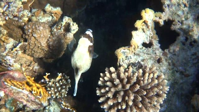 Чёрно-белая рыбка прячется смотреть онлайн