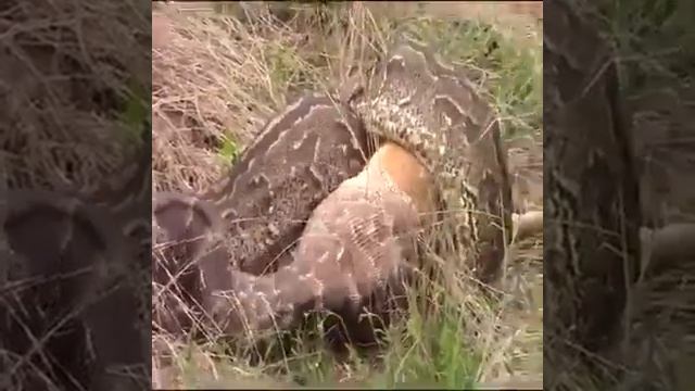 OMG! Alive cow swallowed by Giant Python смотреть онлайн