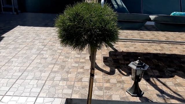 Весна 2022. Стресс. Как мы, чем заняты. Погода в апреле, посадки в саду. наш газон весной. смотреть онлайн