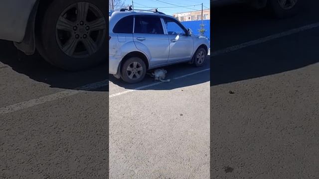 ПОЧЕМУ ЛЮДИ ТАК ЖЕСТОКИ!? ТРАВЛЯ СОБАК ПРЯМО ПЕРЕД ШКОЛОЙ! ВОТ ЭТО ОРЕНБУРГ! смотреть онлайн