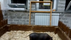 трогательный зоопарк ТЦ Башкирия Уфа/touching zoo TC Bashkortostan Ufa