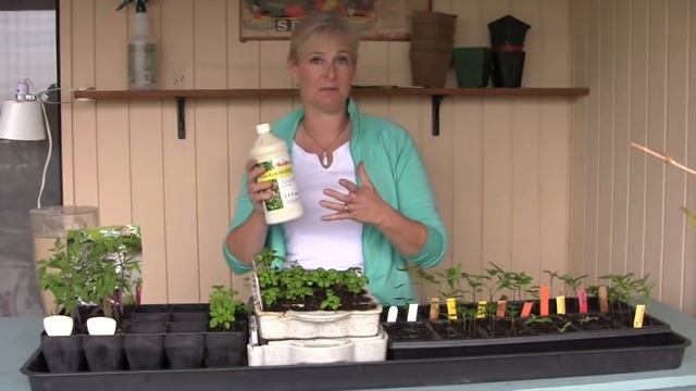 Seeds Have Germinated: Now What? How to Care for Seedlings | Seed Starting Part 2 смотреть онлайн