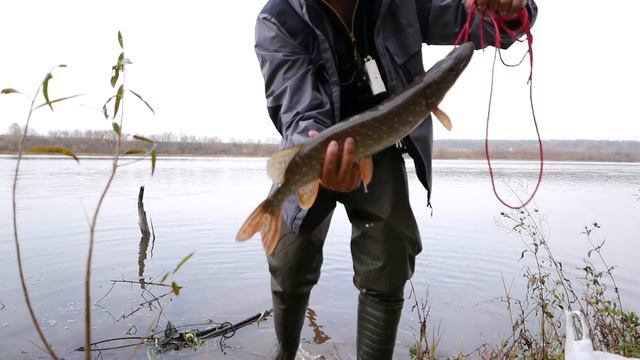 Ловля спиннингом на Оке. Спиннинг с берега в Подмосковье. Ловля щуки на ДЖИГ осенью. смотреть онлайн