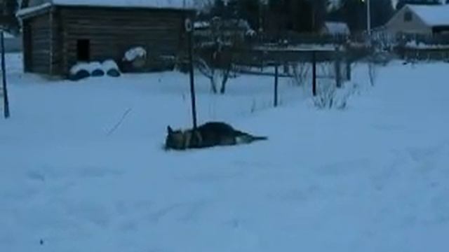 Чешский влчак. смотреть онлайн