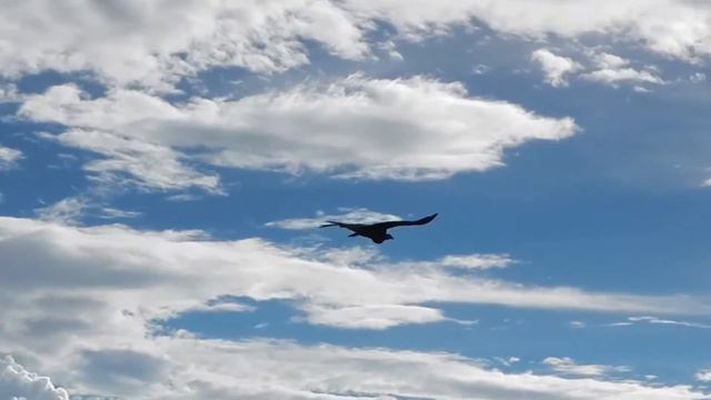 Andes Mt & Condor, Lonely Shepherd HD смотреть онлайн