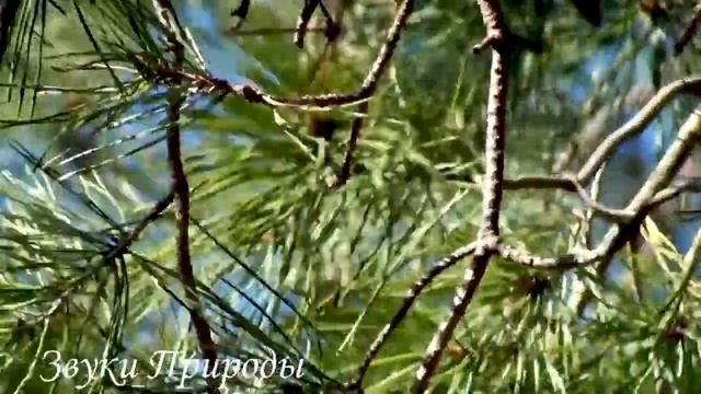 Пение птиц 3 смотреть онлайн
