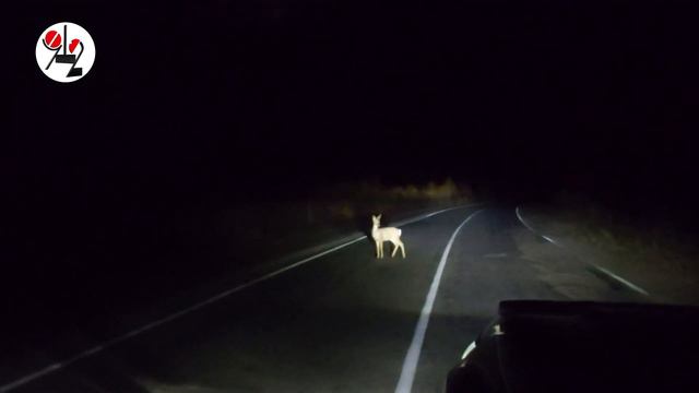 Косули на дороге - их очень много. Real video смотреть онлайн