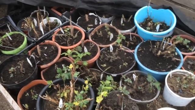 ХРАНЕНИЕ ХРИЗАНТЕМ смотреть онлайн