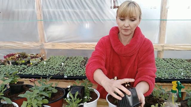 Высадка подвесных кашпо. Первая формировка. смотреть онлайн