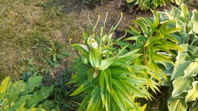 #лилии #уход / Лилии отцвели. Что делать дальше? смотреть онлайн