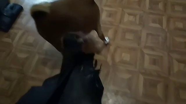 Мастерство и Развитие