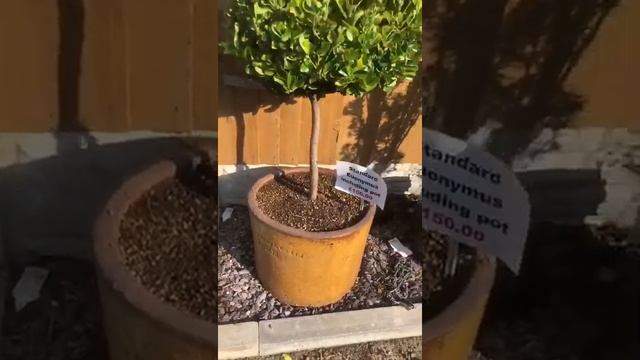 Euonymus Japonica Aurea Standard Tree In Errington Raey Pot