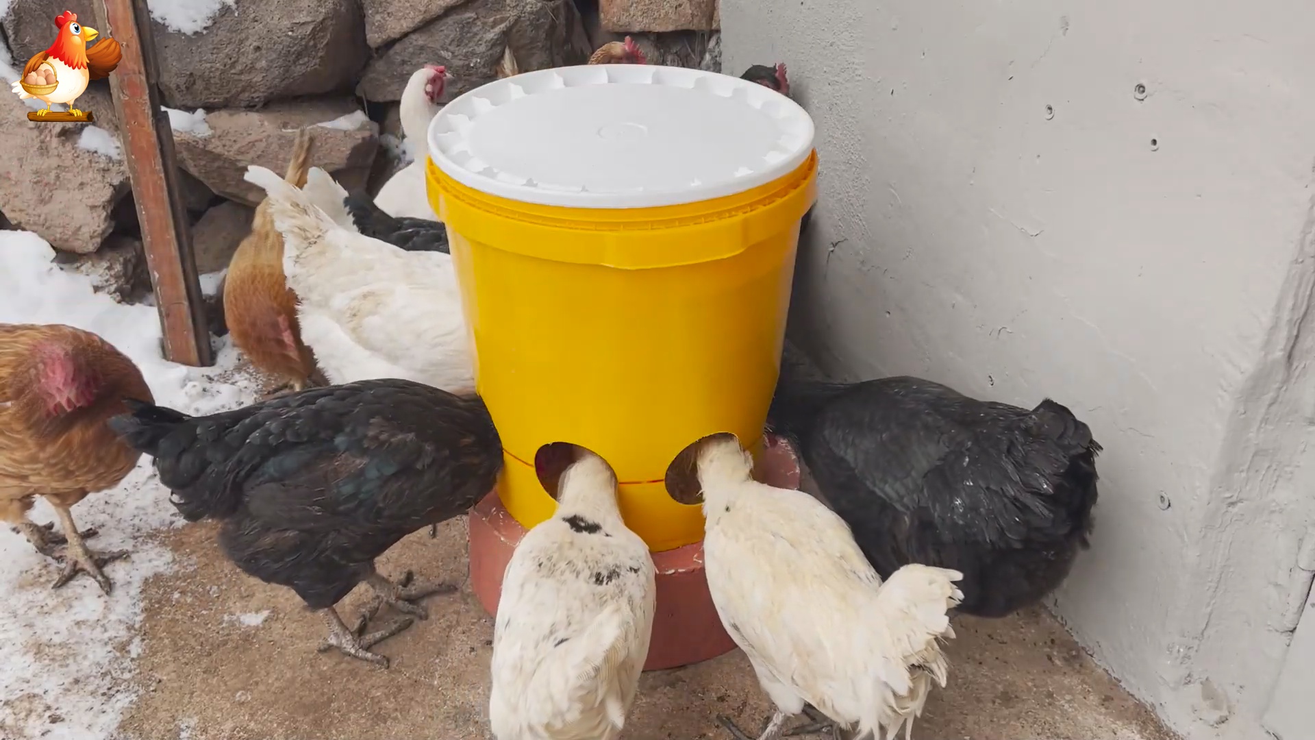 Кормушка для кур из ведра 20 л и 5 л бутылок