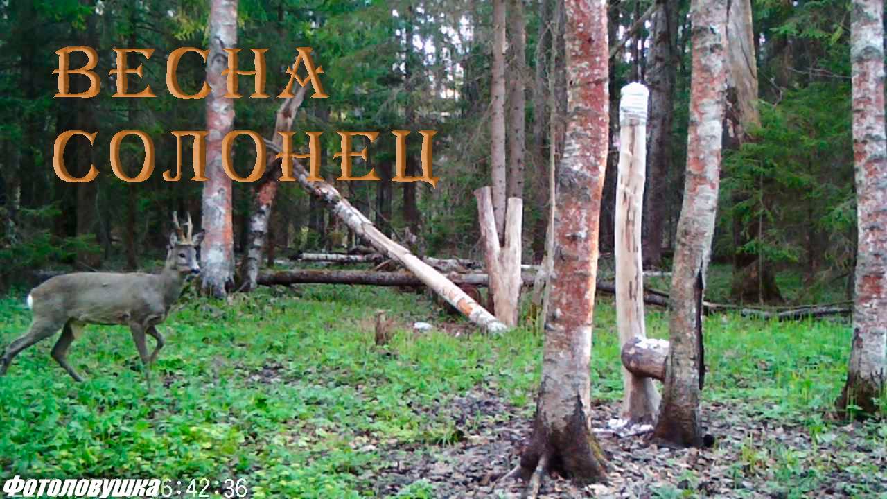 Кадры с фотоловушки март - апрель 2023. Жизнь в лесу. смотреть онлайн