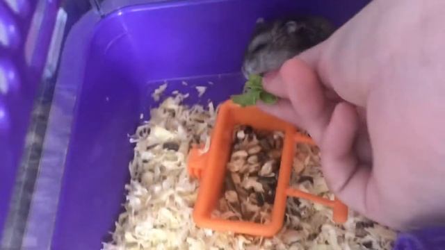 Как приручить хомячка к рукам? смотреть онлайн