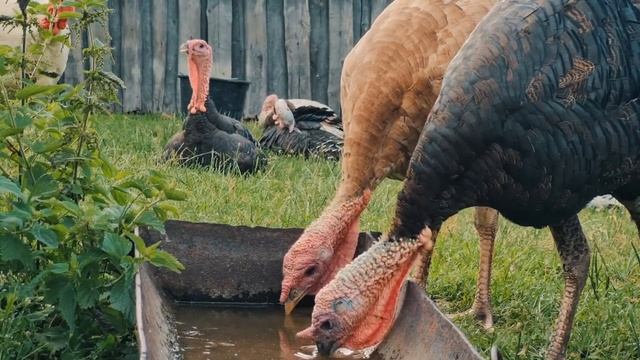 Хуторяне уехали на рыбалку, а горожане ловят рыбу в пруду на хуторе. Отдых в лесу. Влог смотреть онлайн