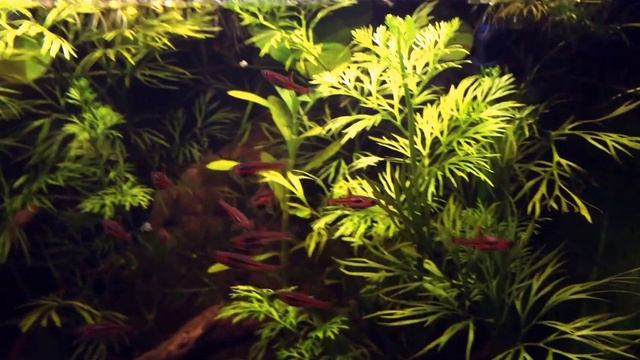 Boraras brigittae (Chili Rasbora) Schooling and Feeding смотреть онлайн