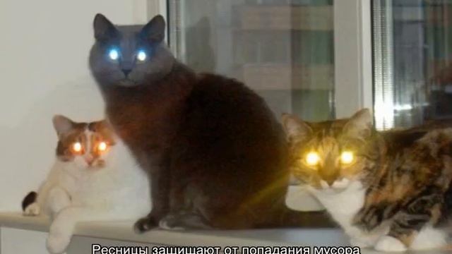 Почему у кошек светятся глаза в темноте: основные причины