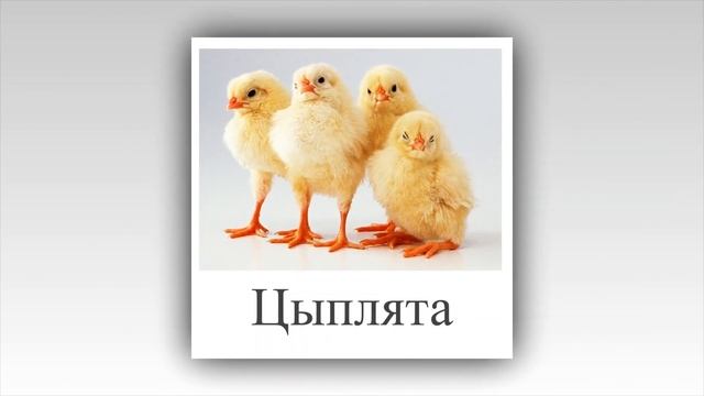 Детёныши животных. Презентация для детей. смотреть онлайн