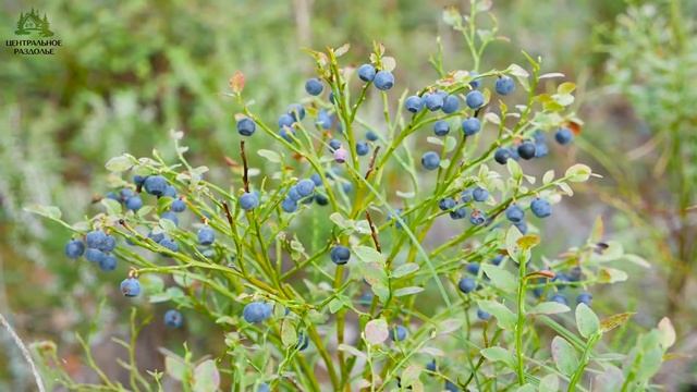 Отзыв собственников 21 участка. Центральное Раздолье. Купить участок с коммуникациями. Сосново. смотреть онлайн