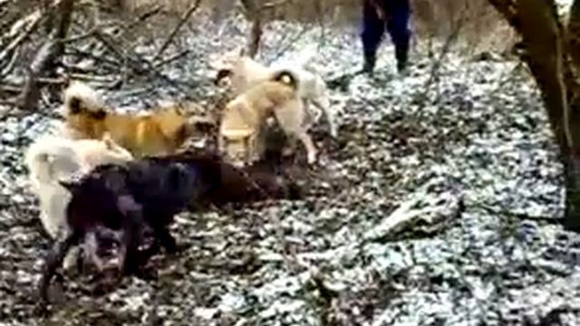 Охота кабан (розрыв собаками и дорезание) смотреть онлайн