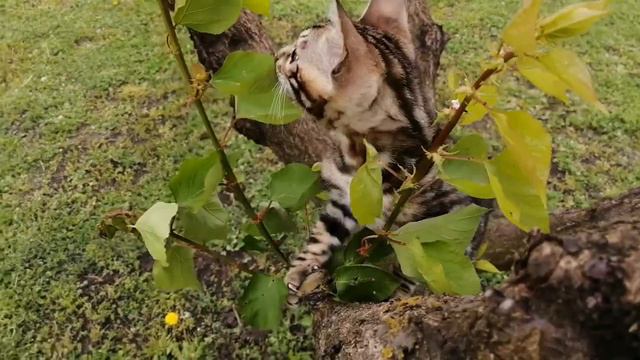 Бенгальские котята! Предпродажная прогулка! #bengalcat