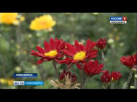 20170923 Хризантемы-2. Шубина Людмила Николаевна Сад Шубиной смотреть онлайн