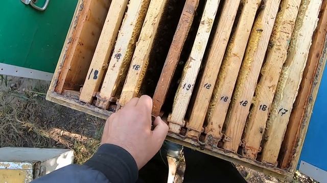 СКОЛЬКО РАМОК И МЁДА В ЗИМУ, НУЖНО ЛИ СОБИРАТЬ ГНЁЗДА В ЗИМУ...? В ЭТОМ УЛЬЕ МЁДА В ЦЕНТРЕ НЕ БЫЛО! смотреть онлайн