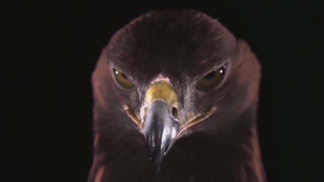 Непримиримая вражда Орла и Совы смотреть онлайн