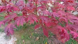 Клён Японский Аконитолистный в осенней окраске.