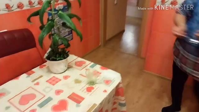 КАЛАНХОЭ! ЧУДО-ЦВЕТОК ОТ НАСМОРКА! ВЫЛЕЧИТЬ НАСМОРК, ЛЕГКО И БЫСТРО! НАРОДНОЕ СРЕДСТВО! смотреть онлайн