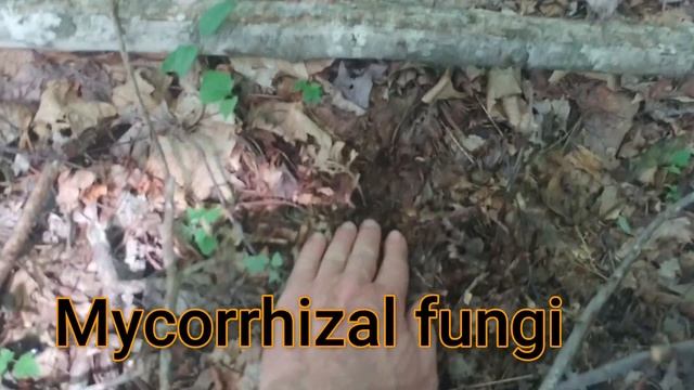 Ghost Pipe, Indian Pipe, Ghost flower Monotropa uniflora, how to ID, symbiosis Beech tree and fungi смотреть онлайн
