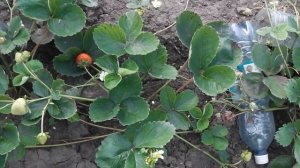 ЛУЧШИЕ  СОРТА  РЕМОНТАНТНОЙ  КЛУБНИКИ И СОРТА  НЕУСТОЙЧИВЫЕ  К БОЛЕЗНЯМ