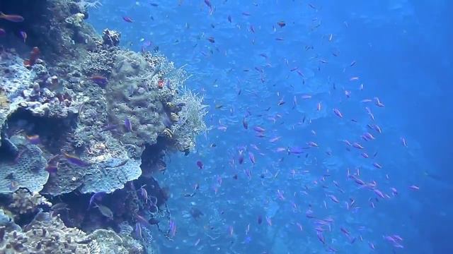 Fantastic video. Fantastic music. The kingdom of the ocean. Enjoy and relax. смотреть онлайн