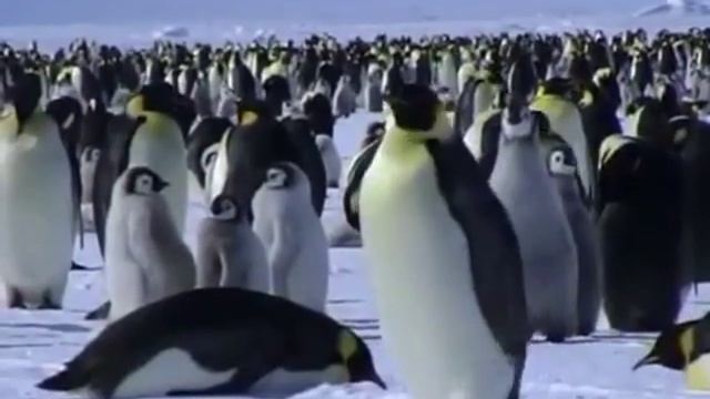 Утренний экспресс. Почему у пингвинов не мерзнут лапы? смотреть онлайн