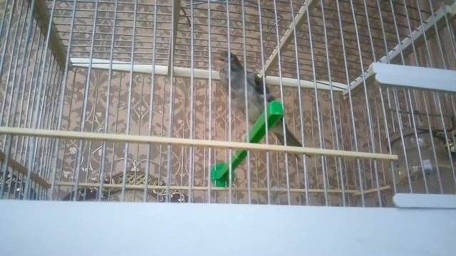 Пепельный кенор .Ташкент смотреть онлайн