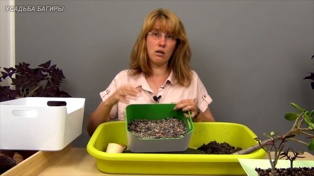 Бонсай из крассулы вариант 1 (ч.4). смотреть онлайн