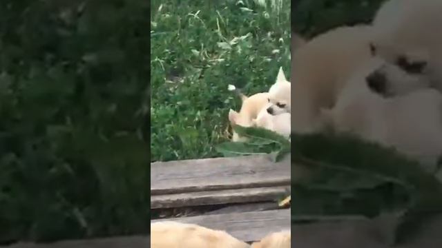 Девочки чихуахуа смотреть онлайн