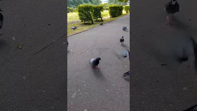 Великий Новгород,Ярославово дворище.Прогулка 28.07.21 смотреть онлайн