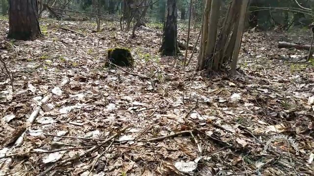 ?? Строчки, Строчки, Строчки.., везде Строчки и два Сморчка!