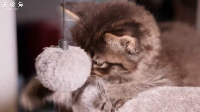 Music For Kittens To Relax - Relaxing Sleep Music, Deep Relaxation Cat Music | Sleepy Cat смотреть онлайн