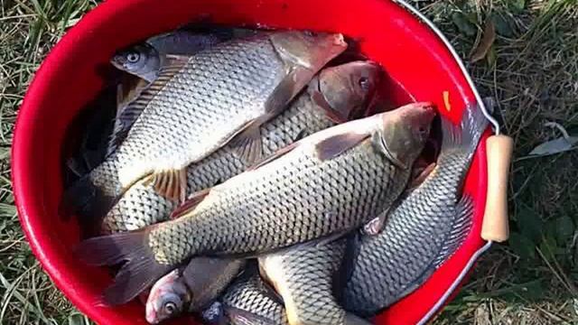 активатор клева купить в минске смотреть онлайн