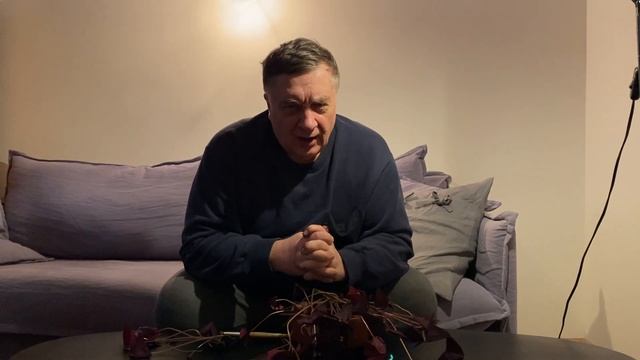 Кислица, оксалис. Какой для комнаты, а какой сорняк..? смотреть онлайн