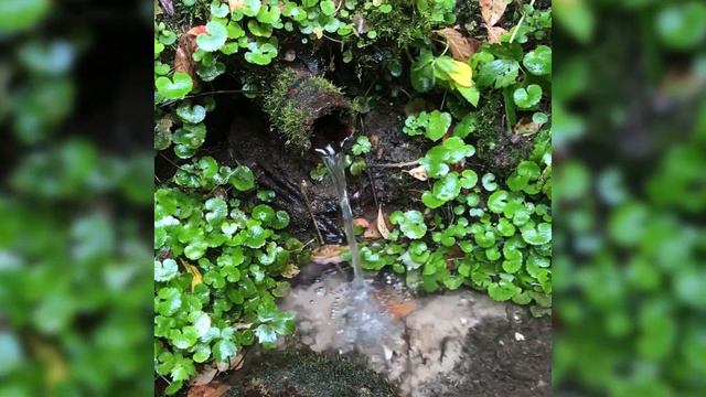 Родник на даче смотреть онлайн