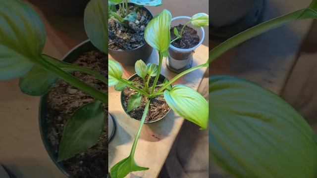 Hosta Guacamole x's 6 ??? смотреть онлайн