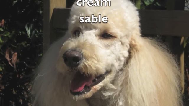 Dogs 101 - Poodles